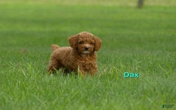 Miniature Poodle dogs for sale: Dax - Image 1