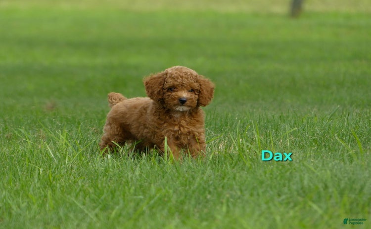 Miniature Poodle dogs for sale - Ad 5