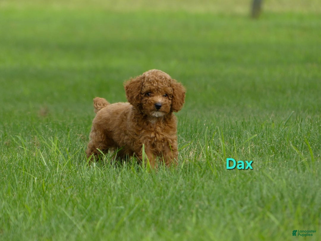 Miniature Poodle dogs for sale: Dax - Image 1