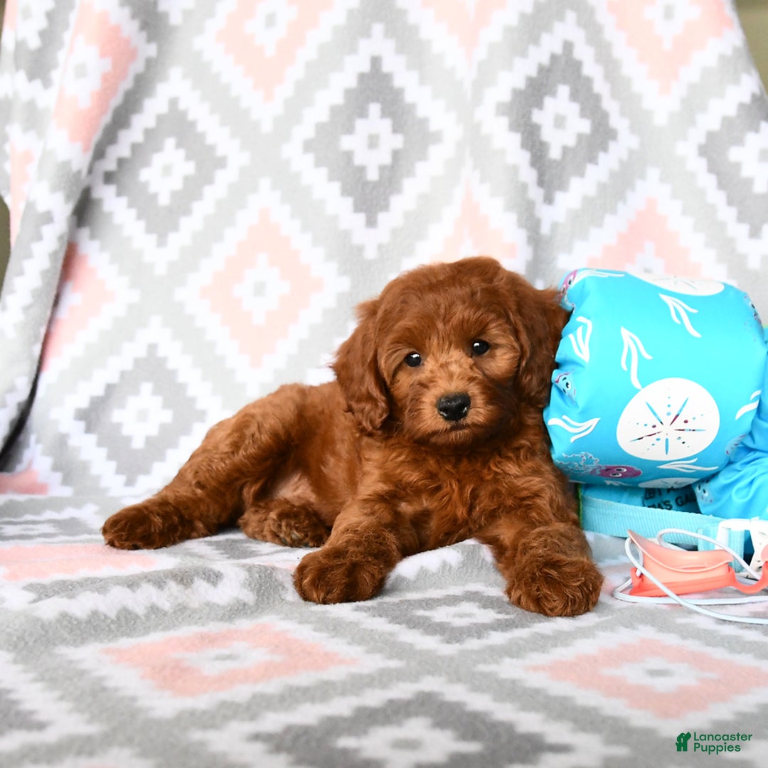 Cockapoo dogs for sale: Joy - Image 2