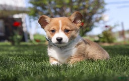 Welsh Corgi Pembroke dogs for sale: Diamond - Image 2