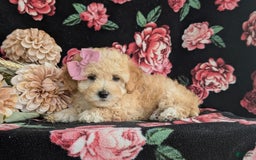 Havapoo dogs for sale: Fergie Hypoallergenic - Image 5