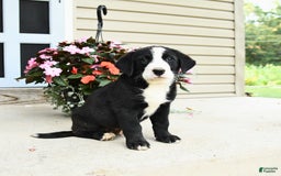 Bernese Mountain Dog dogs for sale: Pepper - Image 2