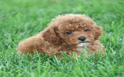 Toy Poodle dogs for sale: Ellie - Image 5