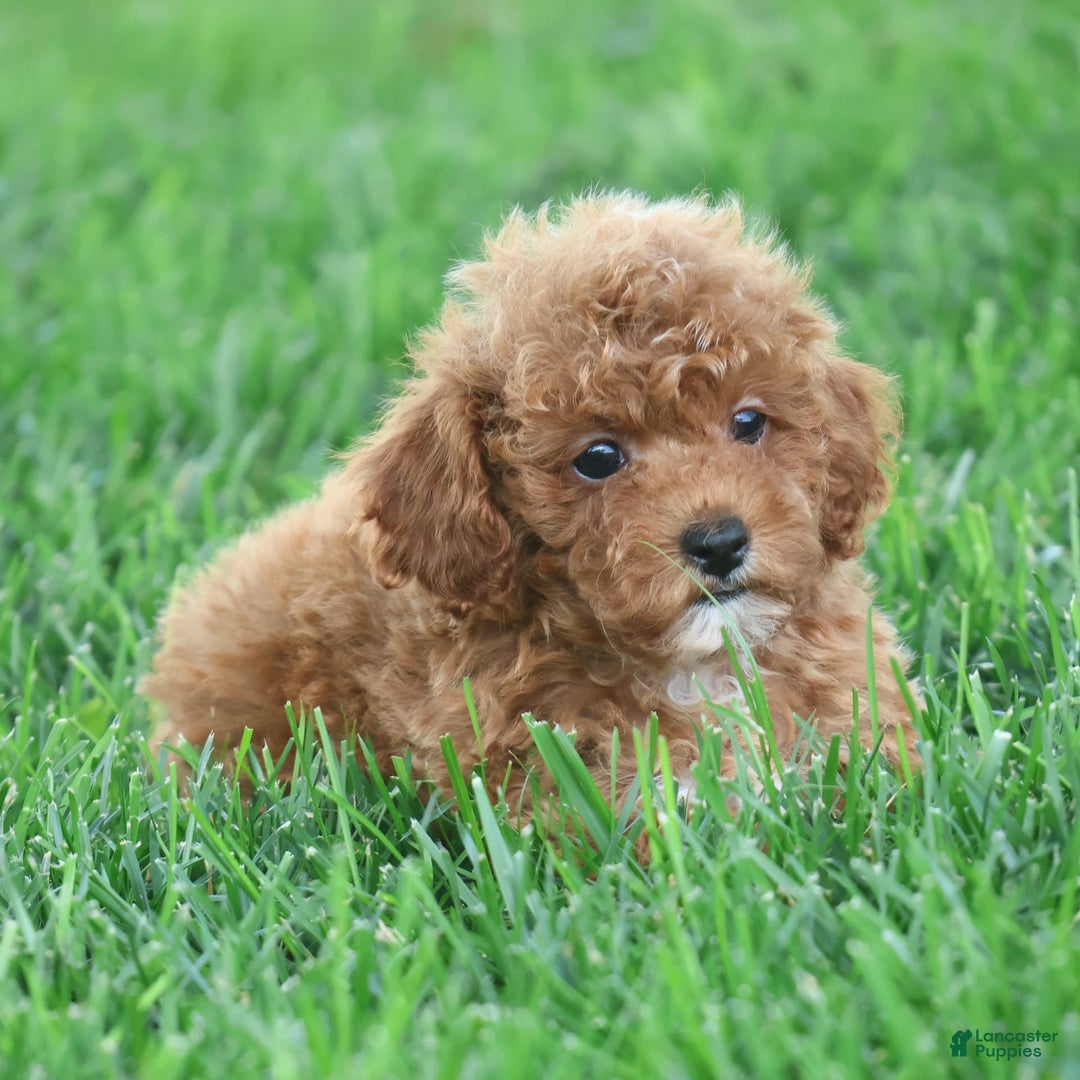Toy Poodle dogs for sale: Ellie - Image 5