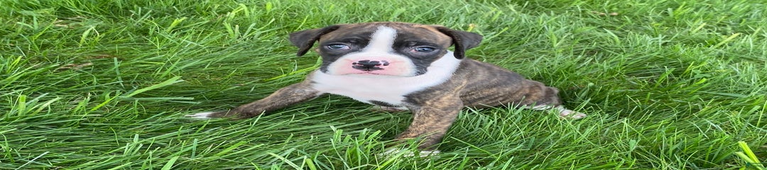 Cocoa
