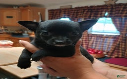 Chihuahua dogs for sale: Chihuahua 4 puppies - Image 22