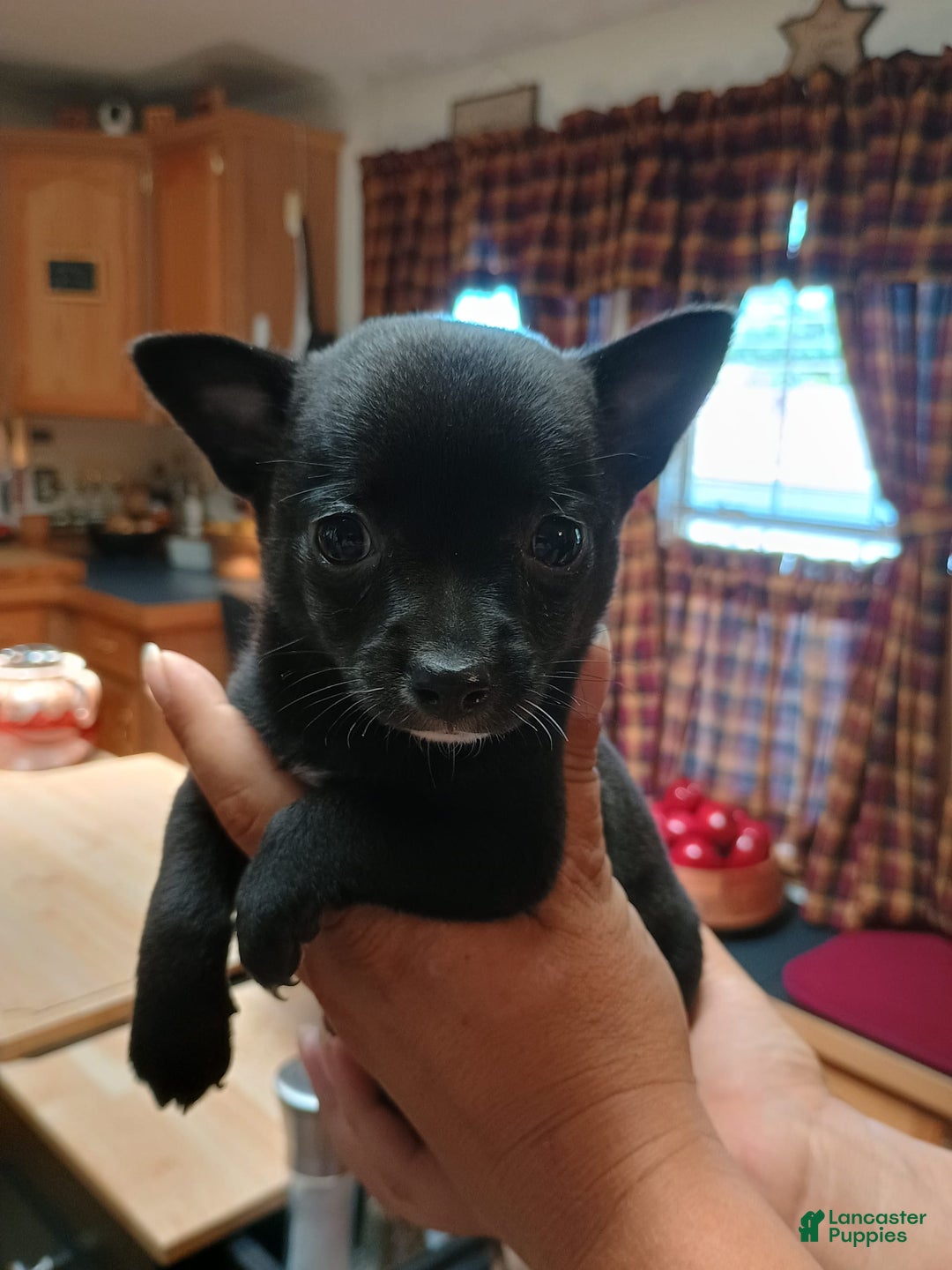 Chihuahua dogs for sale: Chihuahua 4 puppies - Image 22
