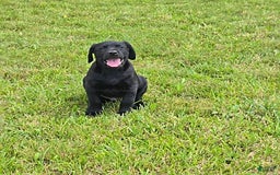 Labrador Retriever dogs for sale: Chester - Image 2