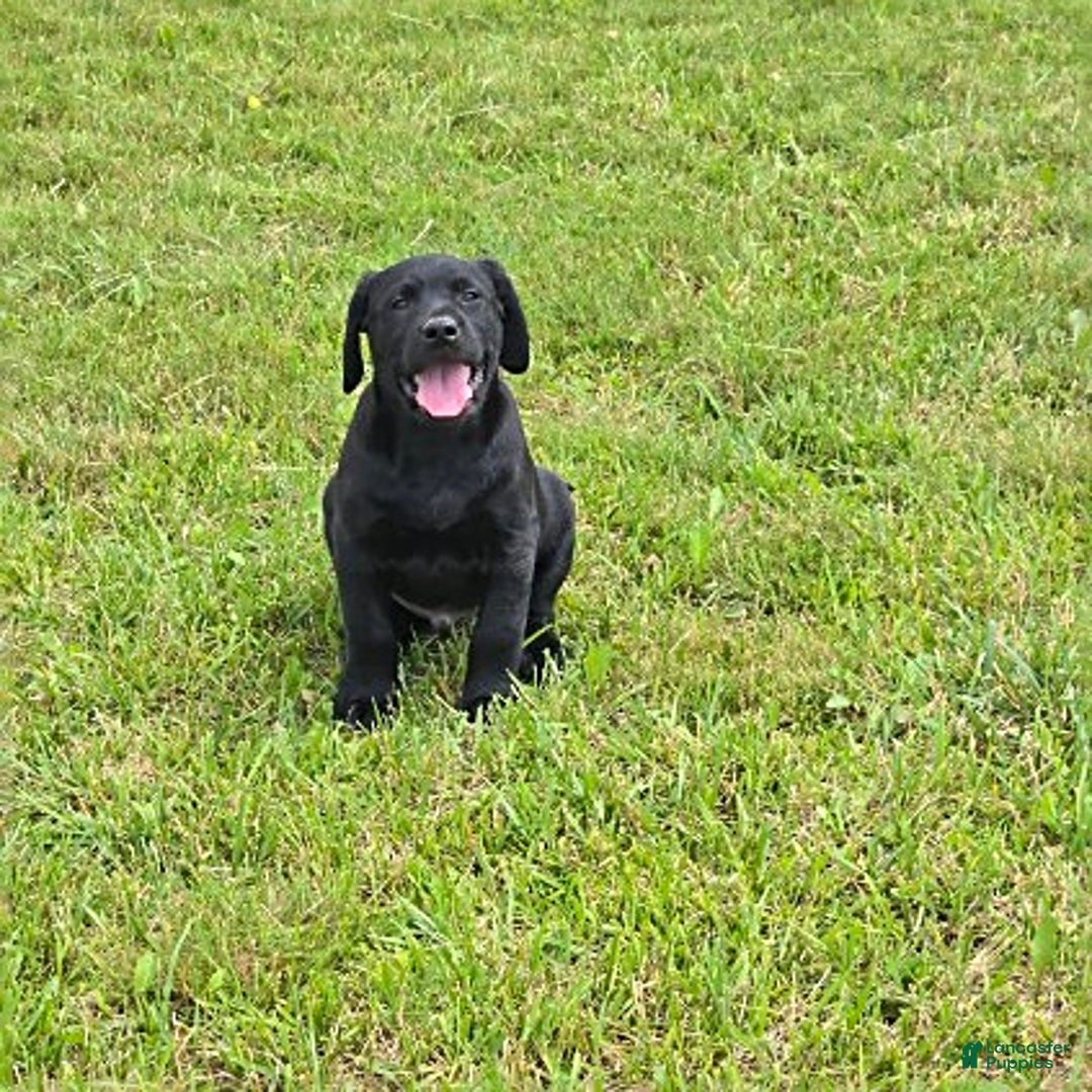 Labrador Retriever dogs for sale: Chester - Image 2