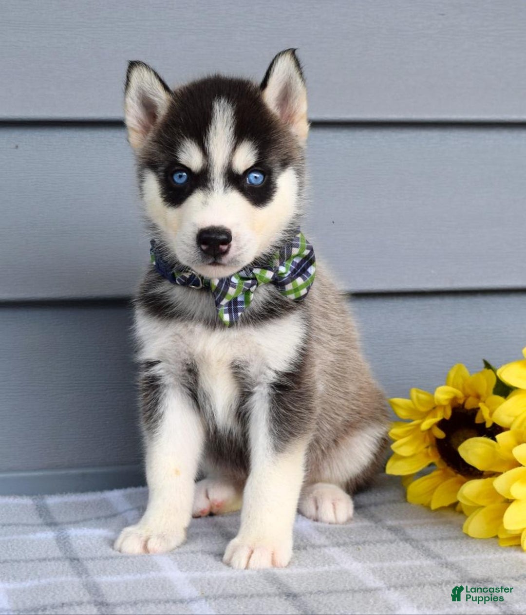 Siberian Husky dogs for sale: Conner - Image 3