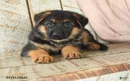 German Shepherd dogs for sale: Wilson - Image 3