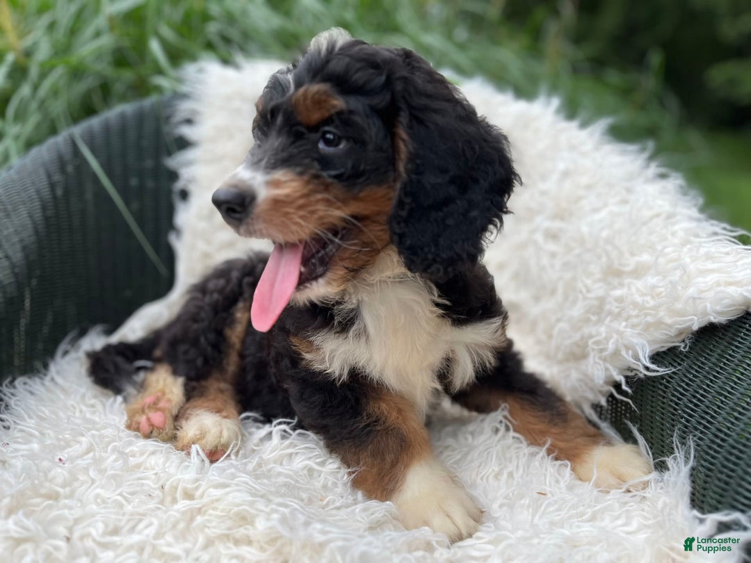 Bernedoodle dogs for sale: Charley - Image 3