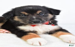 Miniature Australian Shepherd dogs for sale: Snickers - Image 2