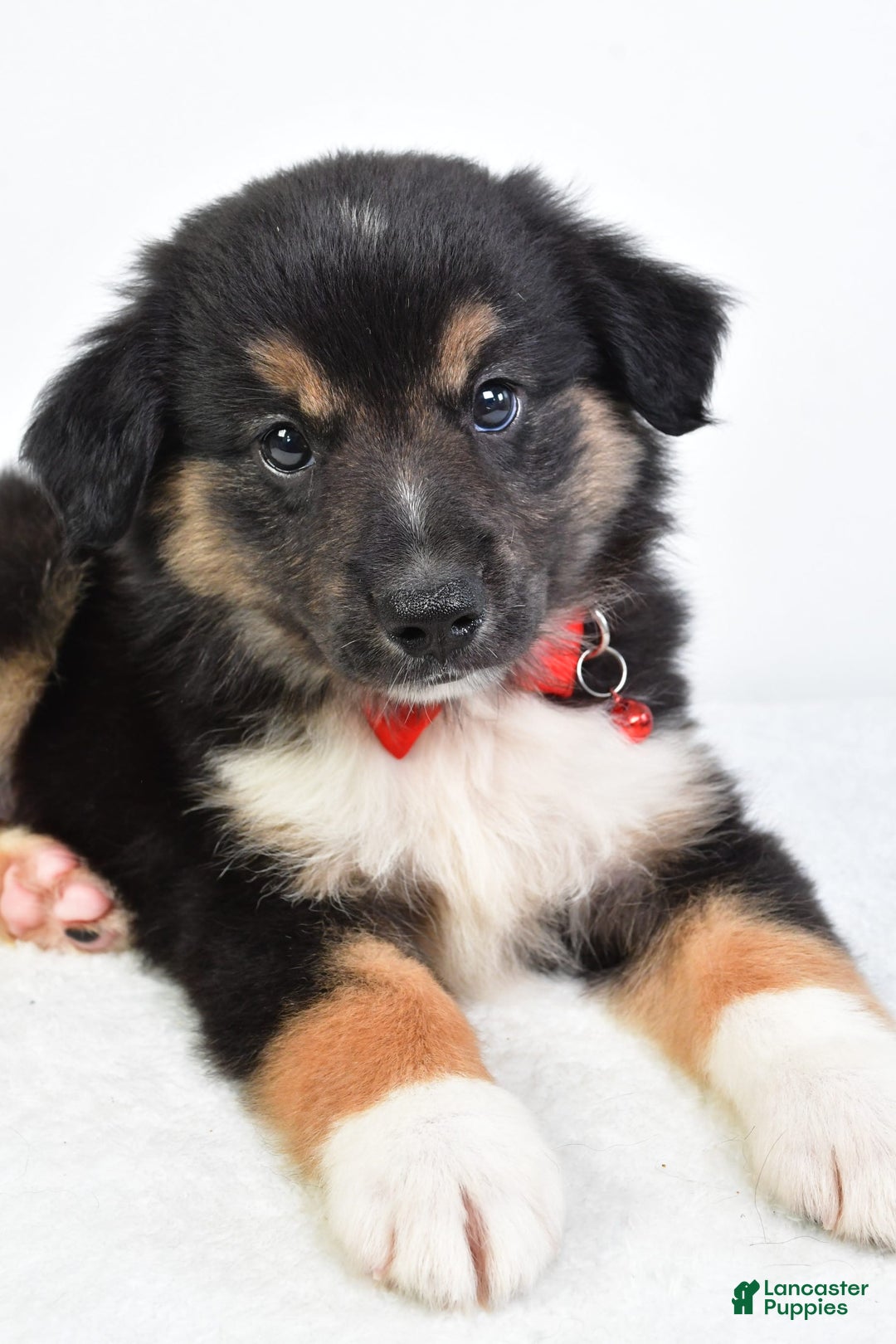 Miniature Australian Shepherd dogs for sale: Snickers - Image 2