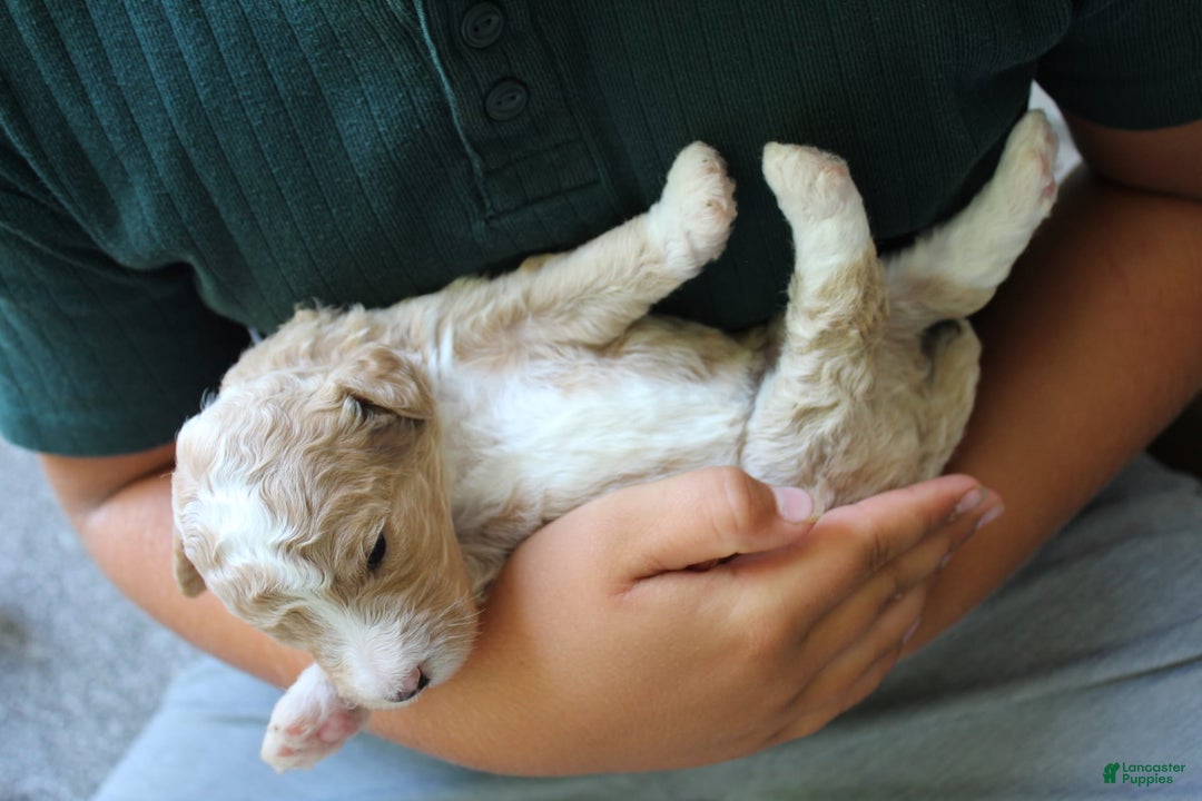 Standard Poodle dogs for sale: London Moyen - Image 15