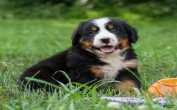 Bernese Mountain Dog dogs for sale: Samson - Image 18