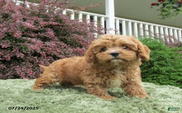 Cavapoo dogs for sale: Princess - Image 12