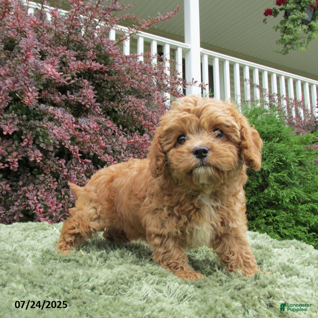 Cavapoo dogs for sale: Princess - Image 12