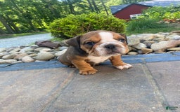 English Bulldog dogs for sale: Duke - Image 7