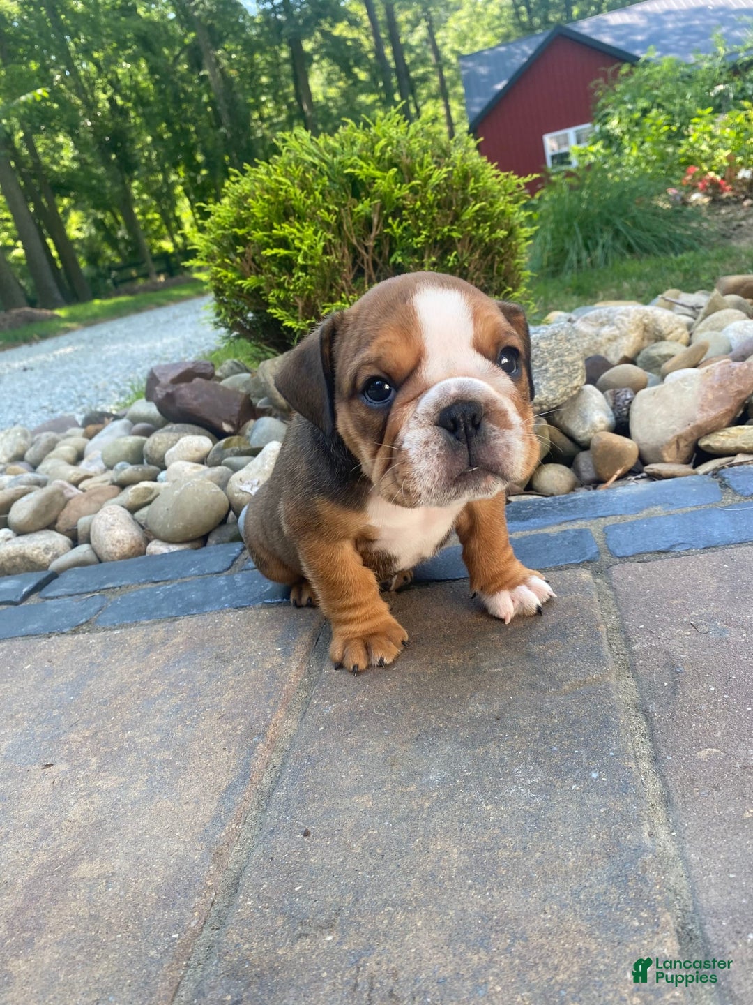English Bulldog dogs for sale: Duke - Image 7