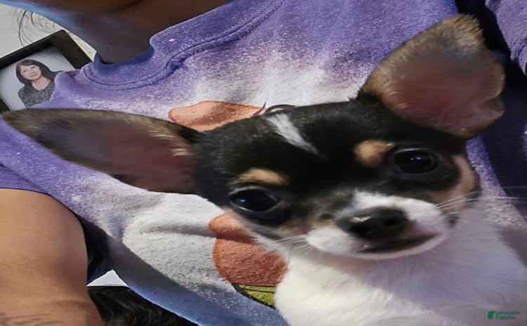 Chihuahua dogs for sale - Ad 4