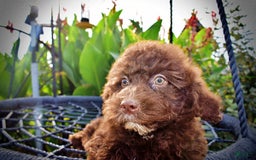 Havapoo dogs for sale: Jesse - Image 7