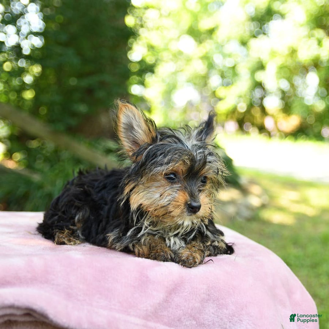 Yorkshire Terrier dogs for sale: Darcy - Image 5