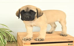 English Mastiff dogs for sale: Theresa - Image 7