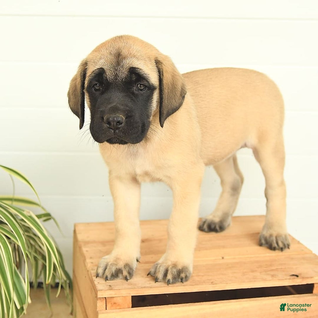 English Mastiff dogs for sale: Theresa - Image 7