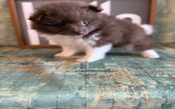 Pomeranian dogs for sale: Allison - Image 5