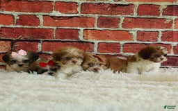 Shih Tzu dogs for sale: Rusty - Image 4