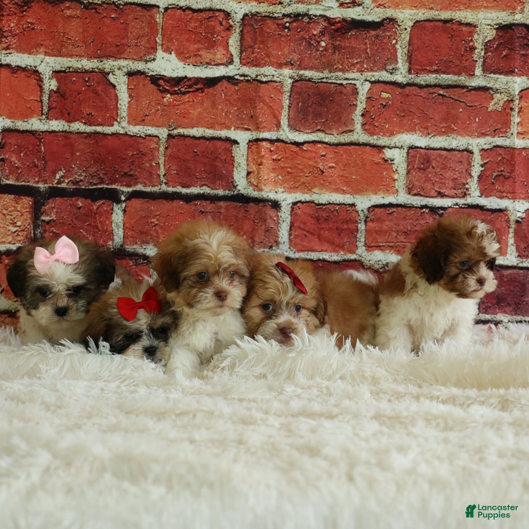 Shih Tzu dogs for sale: Rusty - Image 4