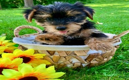 Yorkshire Terrier dogs for sale: Yorkshire Terrier 2 puppies - Image 7