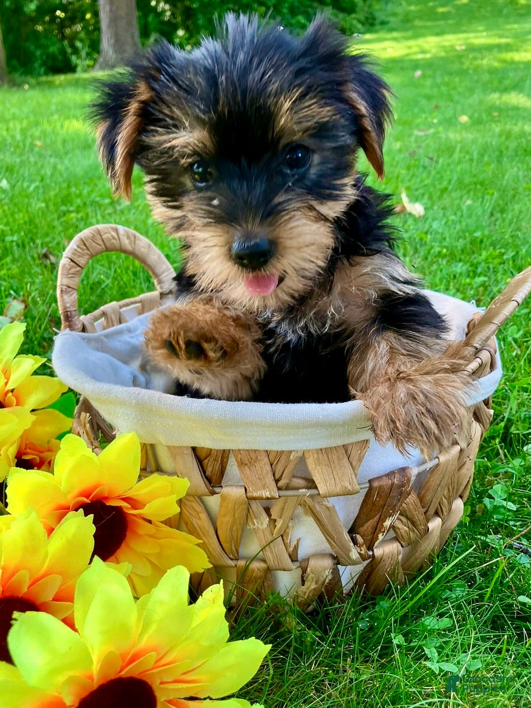 Yorkshire Terrier dogs for sale: Yorkshire Terrier 2 puppies - Image 7