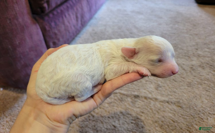 Bichpoo dogs for sale - Ad 2
