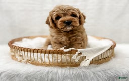 Cavapoo dogs for sale: Jordan - Image 6