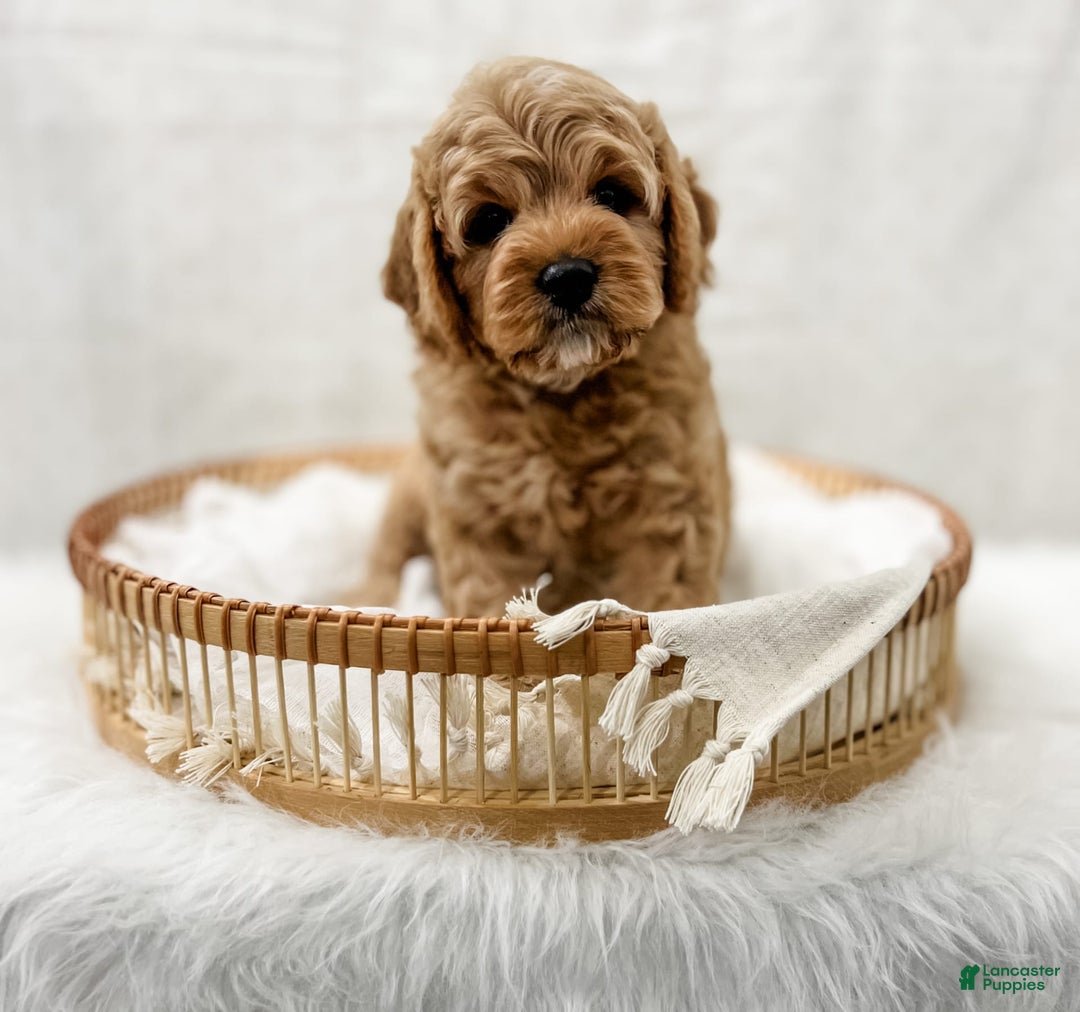 Cavapoo dogs for sale: Jordan - Image 6
