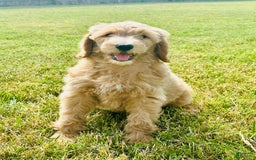 Goldendoodle dogs for sale: Goldendoodle 4 puppies - Image 1