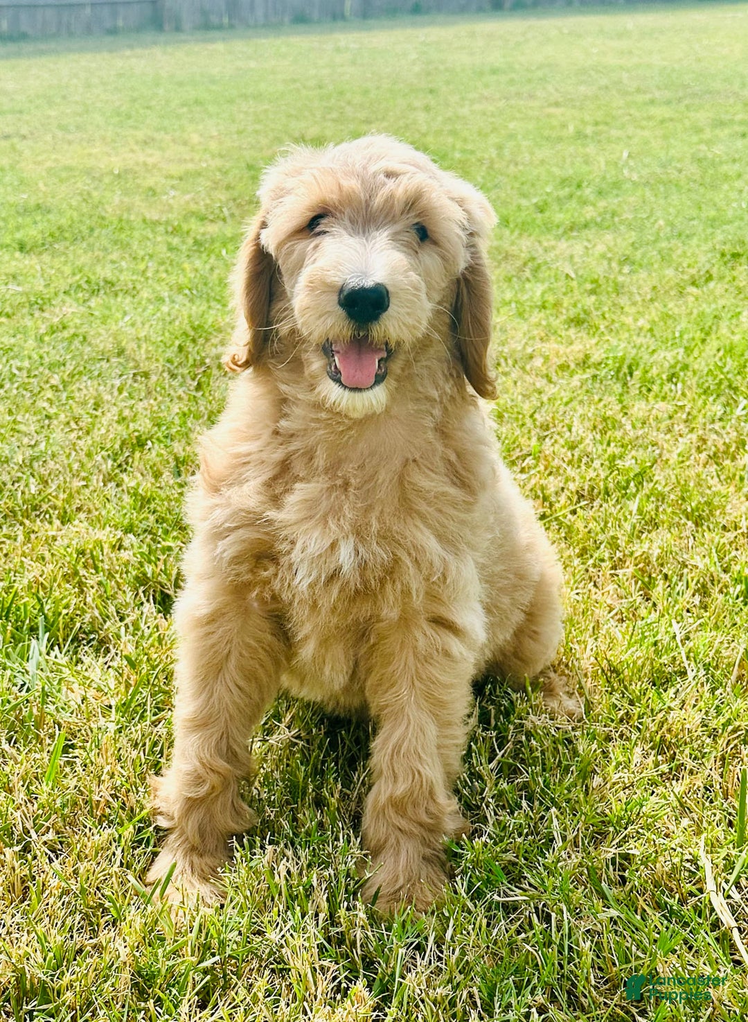 Goldendoodle dogs for sale: Goldendoodle 4 puppies - Image 1