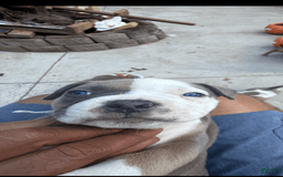 American Bully dogs for sale: Paris - Image 6