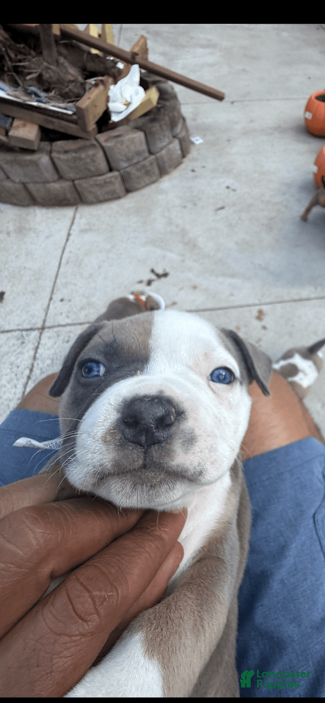 American Bully dogs for sale: Paris - Image 6