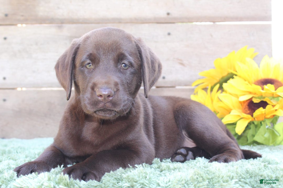 Labrador Retriever dogs for sale: Bella - Image 1