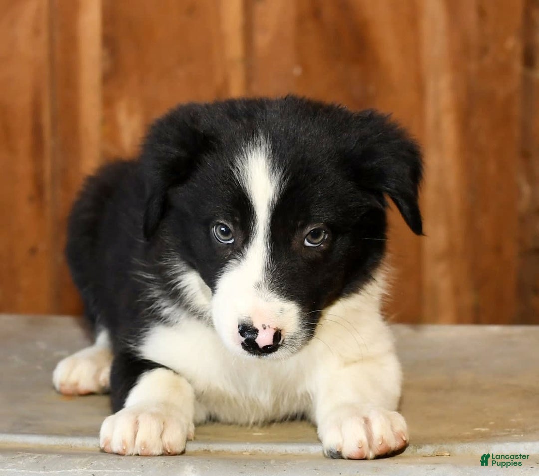 Border Collie dogs for sale: Lars - Image 9
