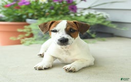 Jack Russell Terrier dogs for sale: Joey - Image 8