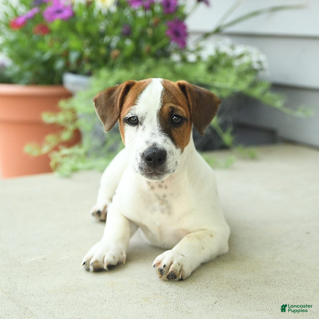 Jack Russell Terrier dogs for sale: Joey - Image 8