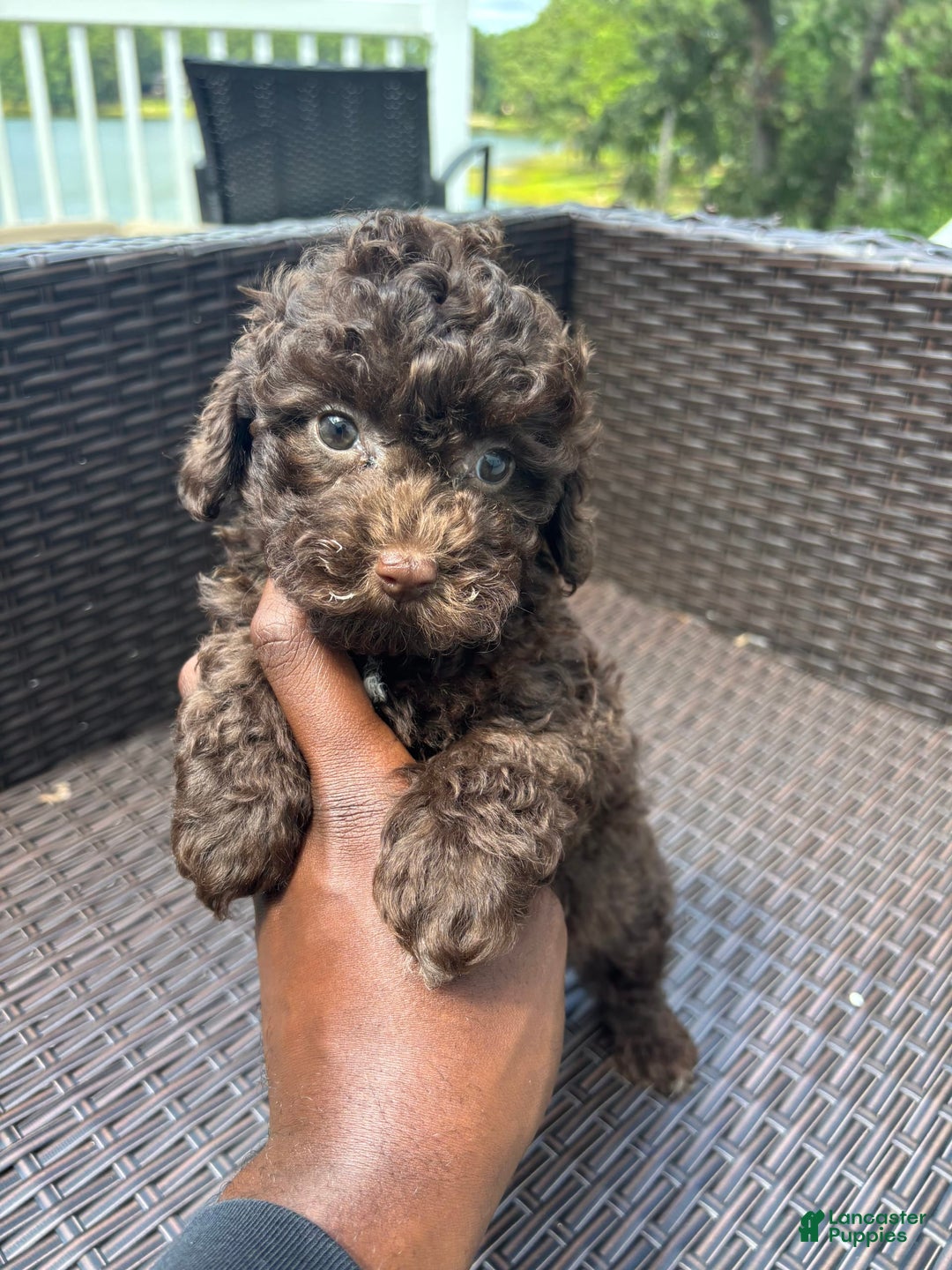 Toy Poodle dogs for sale: Chocolate - Image 1