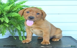 Labrador Retriever dogs for sale: Yola - Image 2