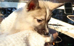 Gerberian Shepsky dogs for sale: Buddy - Image 7