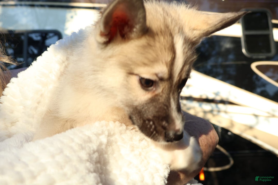 Gerberian Shepsky dogs for sale: Buddy - Image 7